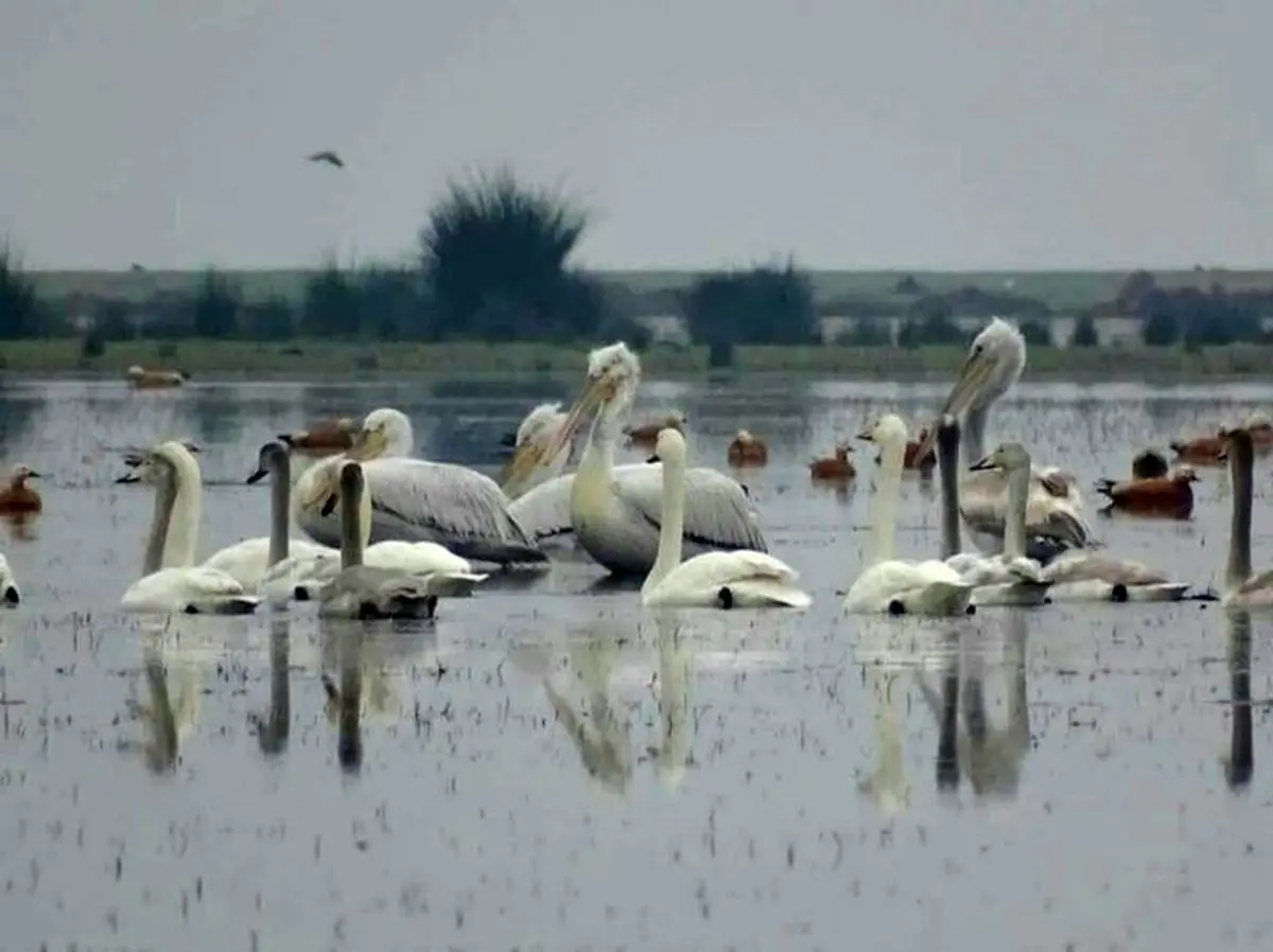۱۵ هزار پرنده در تالاب بین المللی بوجاق کیاشهر فرود آمدند