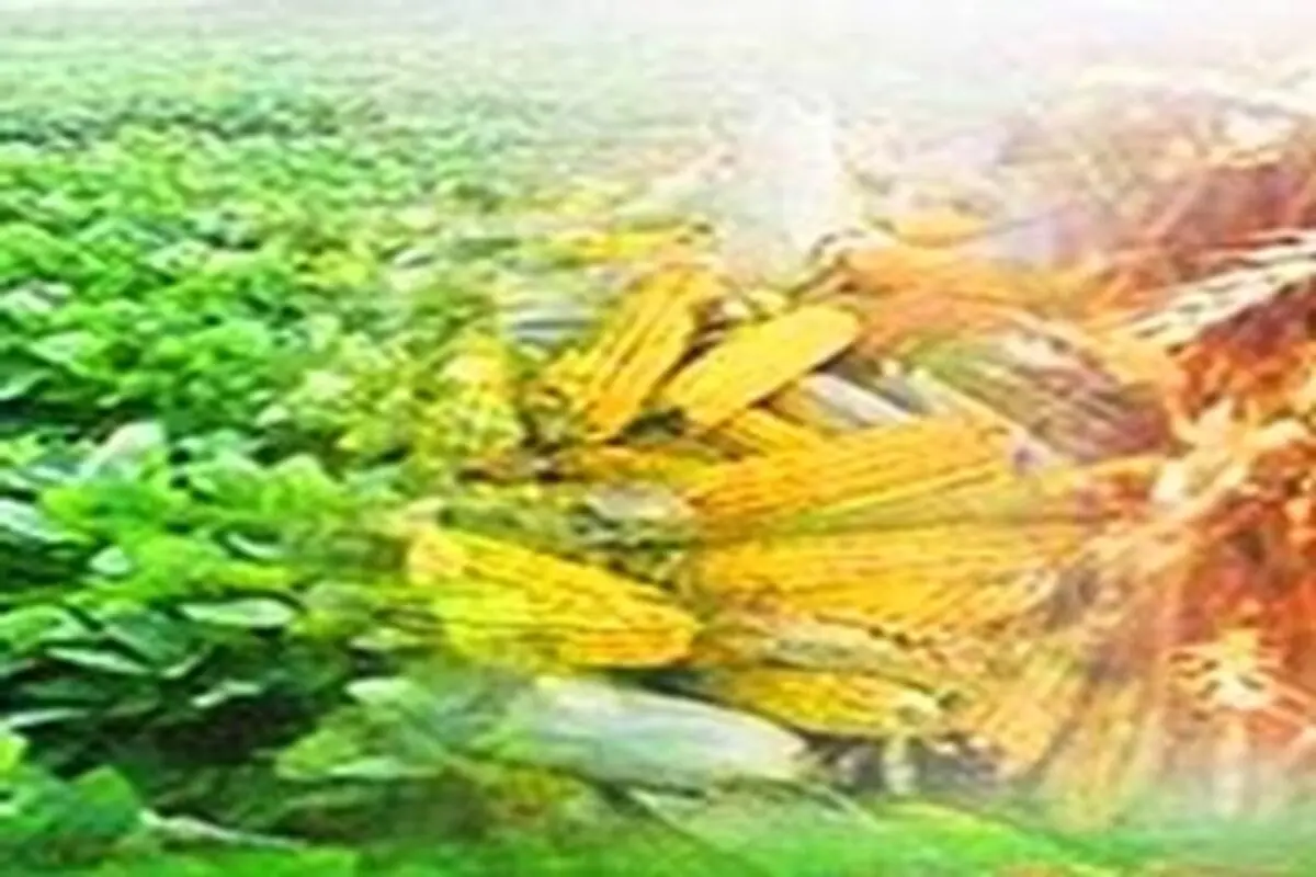 بهره برداری از دو طرح کشاورزی و ورزشی در جوانرود