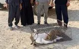 یک قلاده توله خرس در طبیعت اندیکا رهاسازی شد