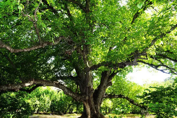 ثبت سه اثر طبیعی قزوین در فهرست آثار ملی