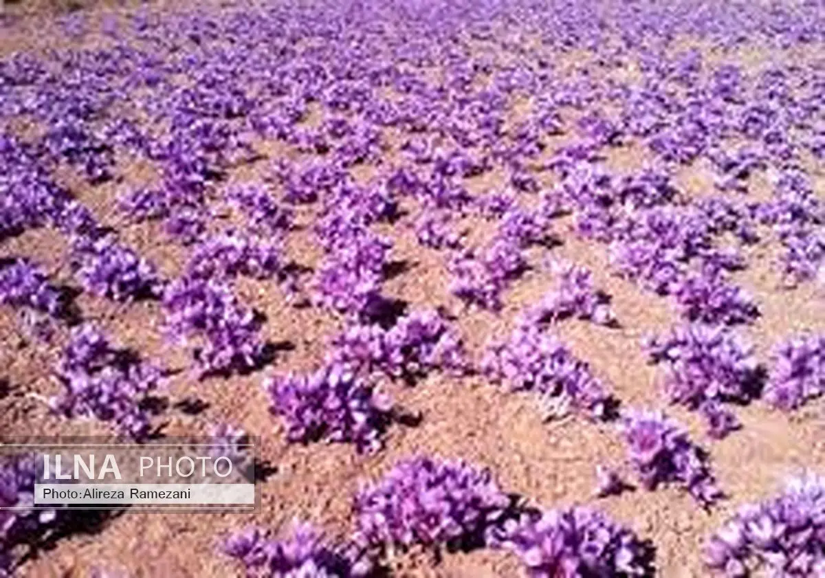 کشت مکانیزه زعفران در تیران و کرون اصفهان