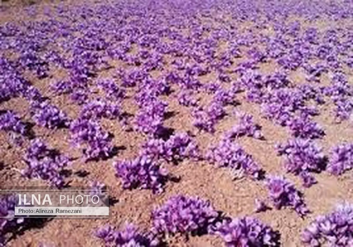 کشت مکانیزه زعفران در تیران و کرون اصفهان