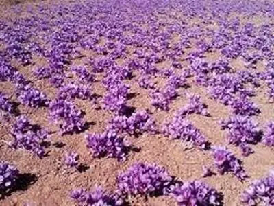 کشت مکانیزه زعفران در تیران و کرون اصفهان