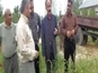 آغاز برداشت برنج راتون در صومعه‌سرا