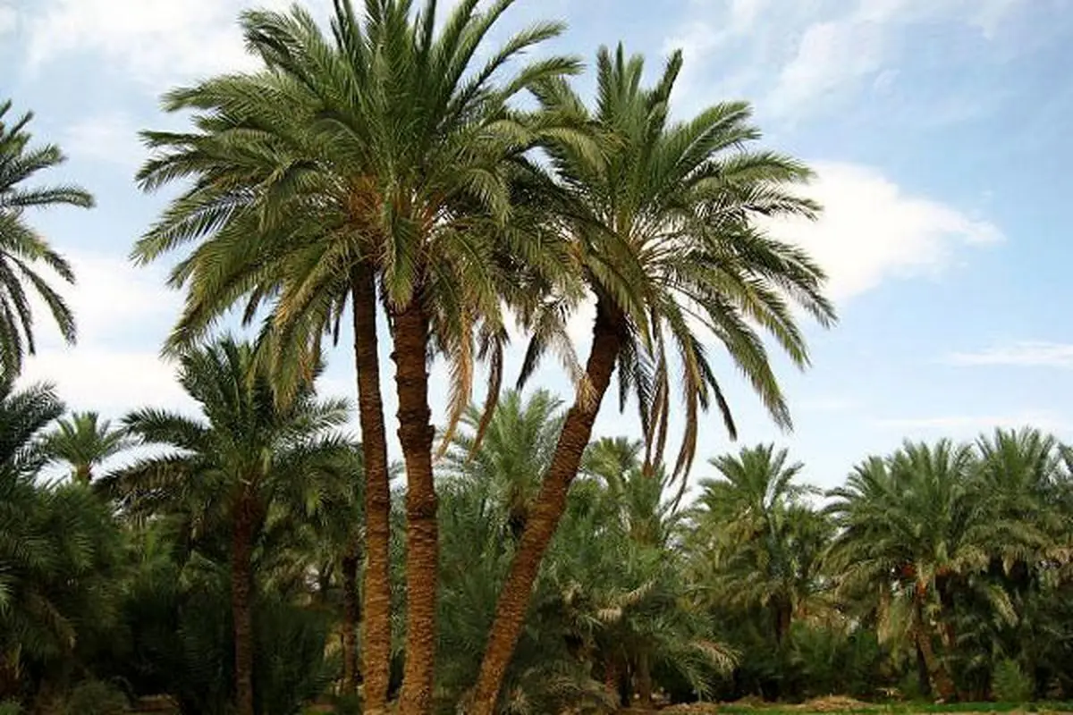 اجرای طرح توسعه و جایگزینی در ۵۰ هکتار نخیلات خرمشهر