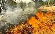 نامه به استانداران برای شناسایی عاملان آتش‌سوزی‌های عمدی جنگل‌ها توسط دستگاه‌های اطلاعاتی و امنیتی