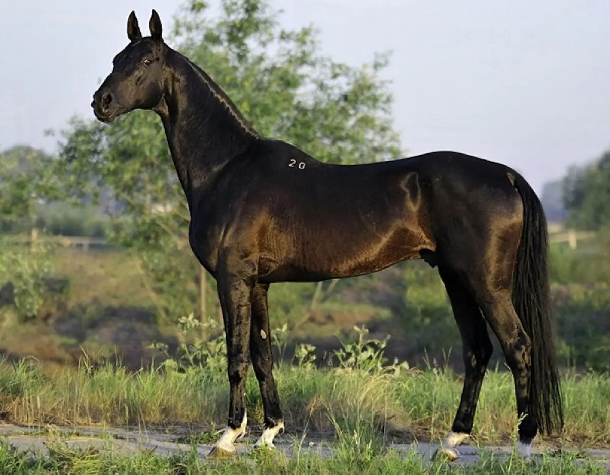 جشنواره ملی زیبایی اسب اصیل ترکمن در بجنورد آغاز شد