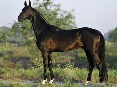 جشنواره ملی زیبایی اسب اصیل ترکمن در بجنورد آغاز شد