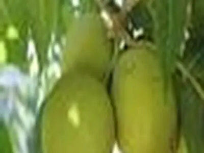 برداشت بیش از ۶۴۰ تن گردو در شهرستان آمل