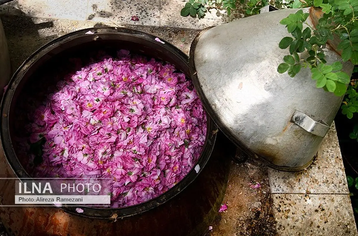 پانزدهمین آئین گلابگیری در شهر نیاسر آغاز شد