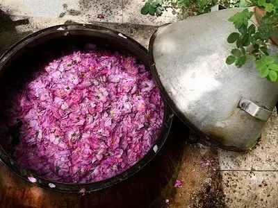 پانزدهمین آئین گلابگیری در شهر نیاسر آغاز شد