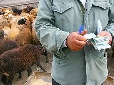 جلوگیری از خروج غیرقانونی 37 راس گوساله در نوار مرزی بانه