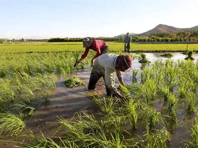 برنج ها در خوزستان رژیم آبیاری می‌گیرند