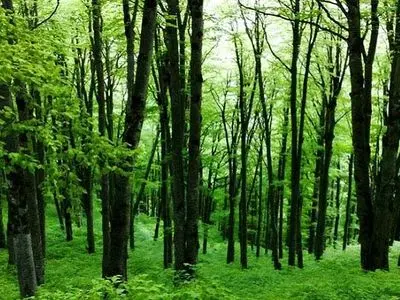 تداوم تهیه طرحهای مدیریت پایدار جنگلهای هیرکانی در سال ۱۴۰۲/ امکان قطع محدود درختان وجود دارد/ مجوزی برای بهرهبرداری تجاری از چوب «درختان هیرکانی» صادر نمیشود