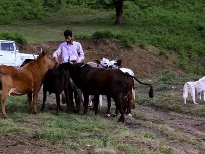 مستند «گاوبان» آماده نمایش شد