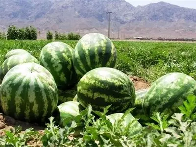 برای کاشت محصولات آب‌بر در قزوین قوانین سخت‌گیرانه اعمال می‌شود