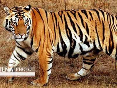 ابتلای یک ببر ماده در باغ وحشی در نیویورک به کرونا‌ 