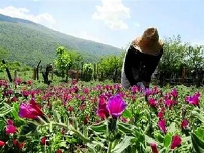 کمبود منابع اعتباری از مهمترین چالش‌های حوزه گیاهان دارویی در استان مرکزی است