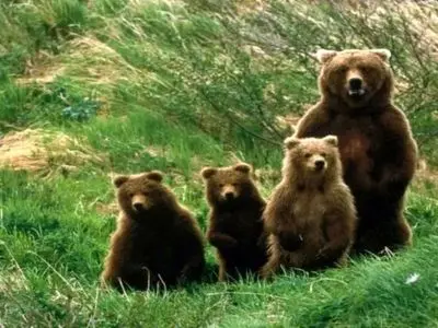 ثبت همزمان تصویر چهار قلاده خرس قهوه‌ای توسط محیط‌بانان منطقه حفاظت شده اشترانکوه 