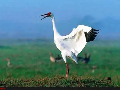 تک درنای سیبری از راه رسید