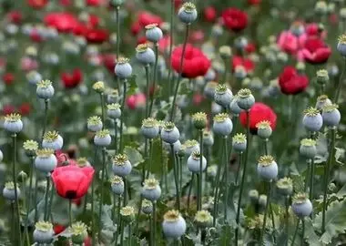 کشت شاهدانه صنعتی و شقایق ایرانی مجاز شد