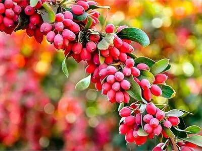 قیمت زرشک از ۴۰ هزار تومان به بیش از ۱۰۰ هزار تومان رسید