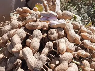 بادام زمینی برای اولین بار در گناباد برداشت شد