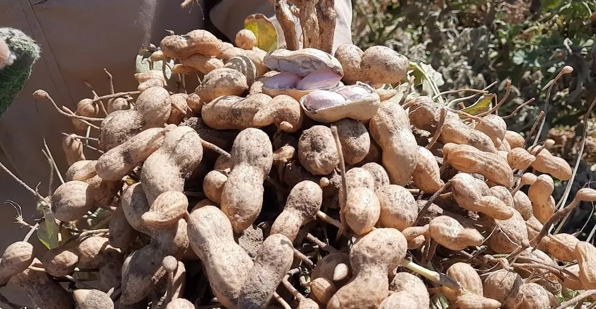 بادام زمینی برای اولین بار در گناباد برداشت شد