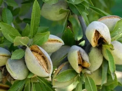 برداشت یک هزار و ۴۳۰ تُن بادام در باغات بروجرد