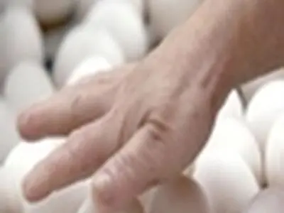 توزیع تخم مرغ در سبد کالایی سرانه مصرف آن را بالا برده است