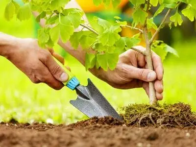 غرس۲ هزار اصله نهال در بروجرد  