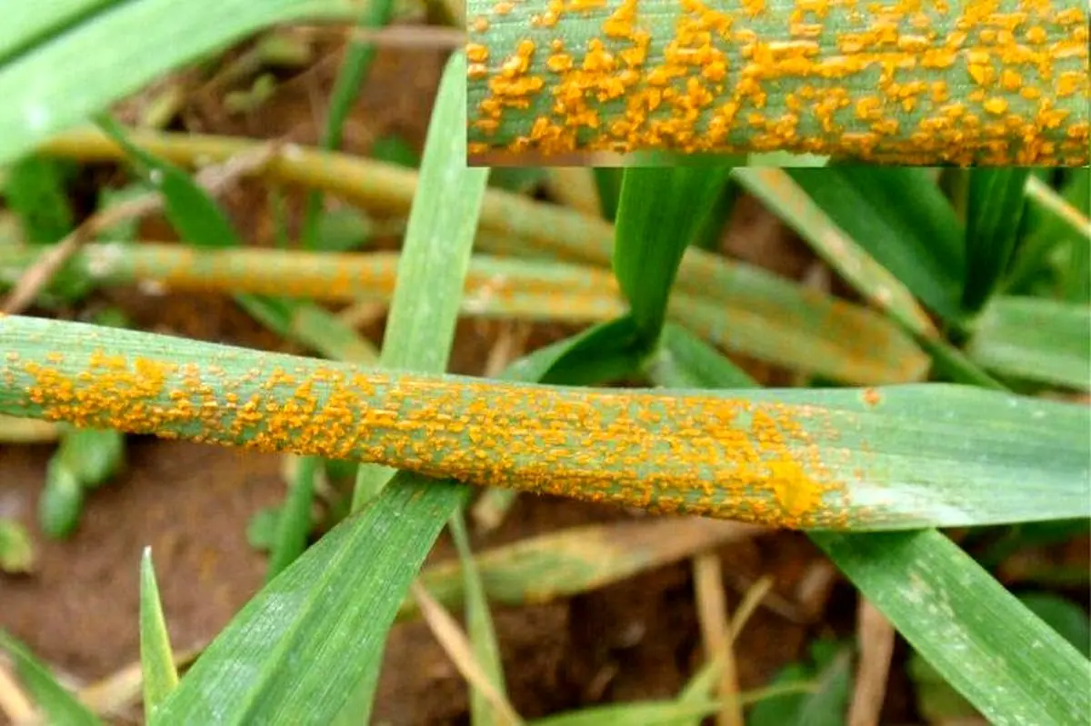 احتمال شیوع بیماری زنگ زرد در مزارع استان کهگیلویه‌ و بویراحمد