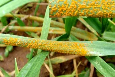 احتمال شیوع بیماری زنگ زرد در مزارع استان کهگیلویه‌ و بویراحمد