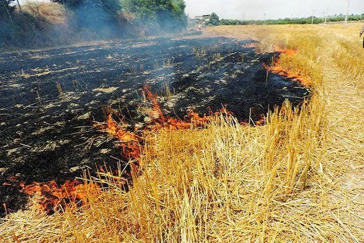 سوزاندن بقایای گیاهی مزارع پس از برداشت ممنوع است 