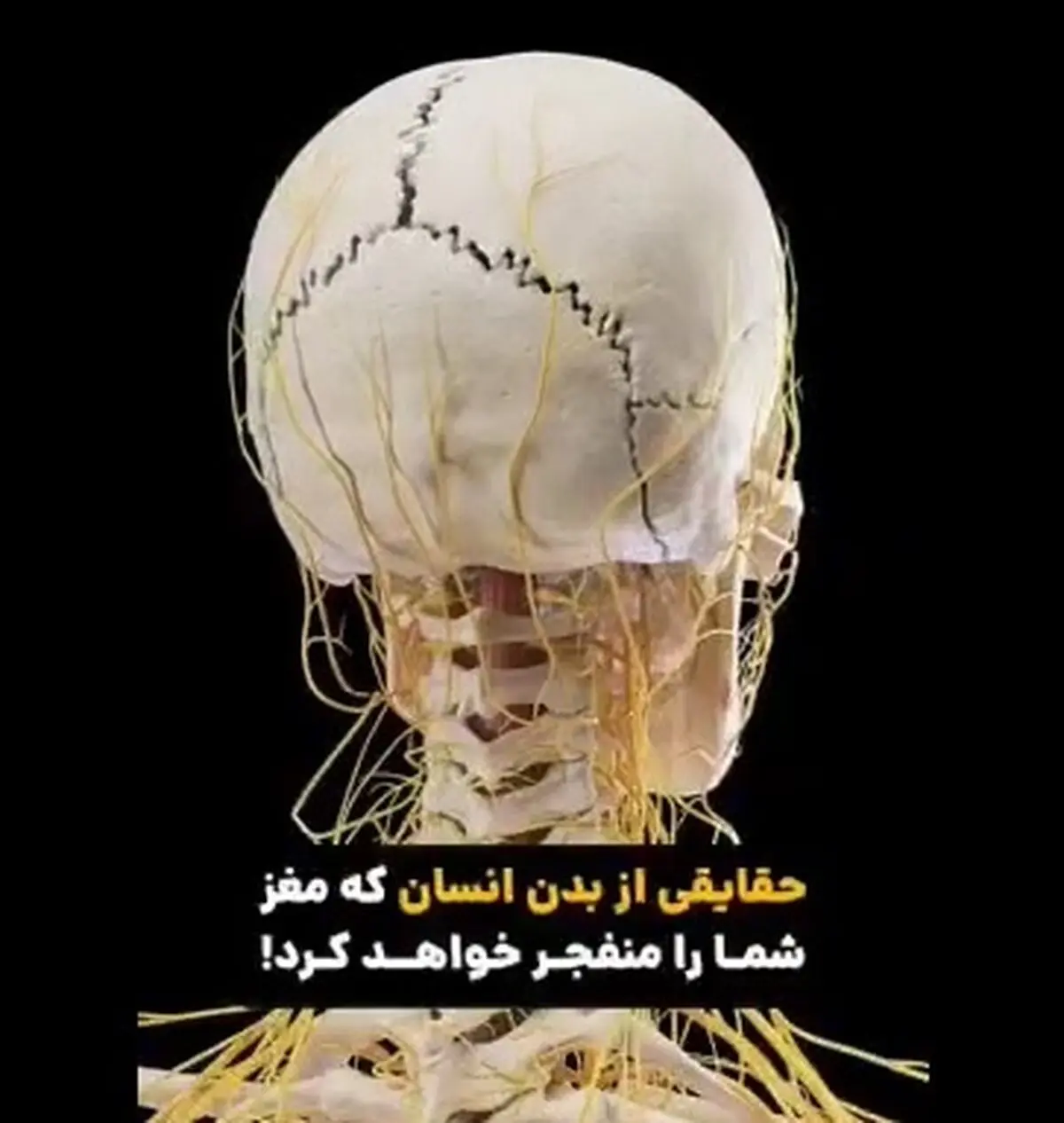 سفری به شگفتی‌های درون بدن انسان + فیلم