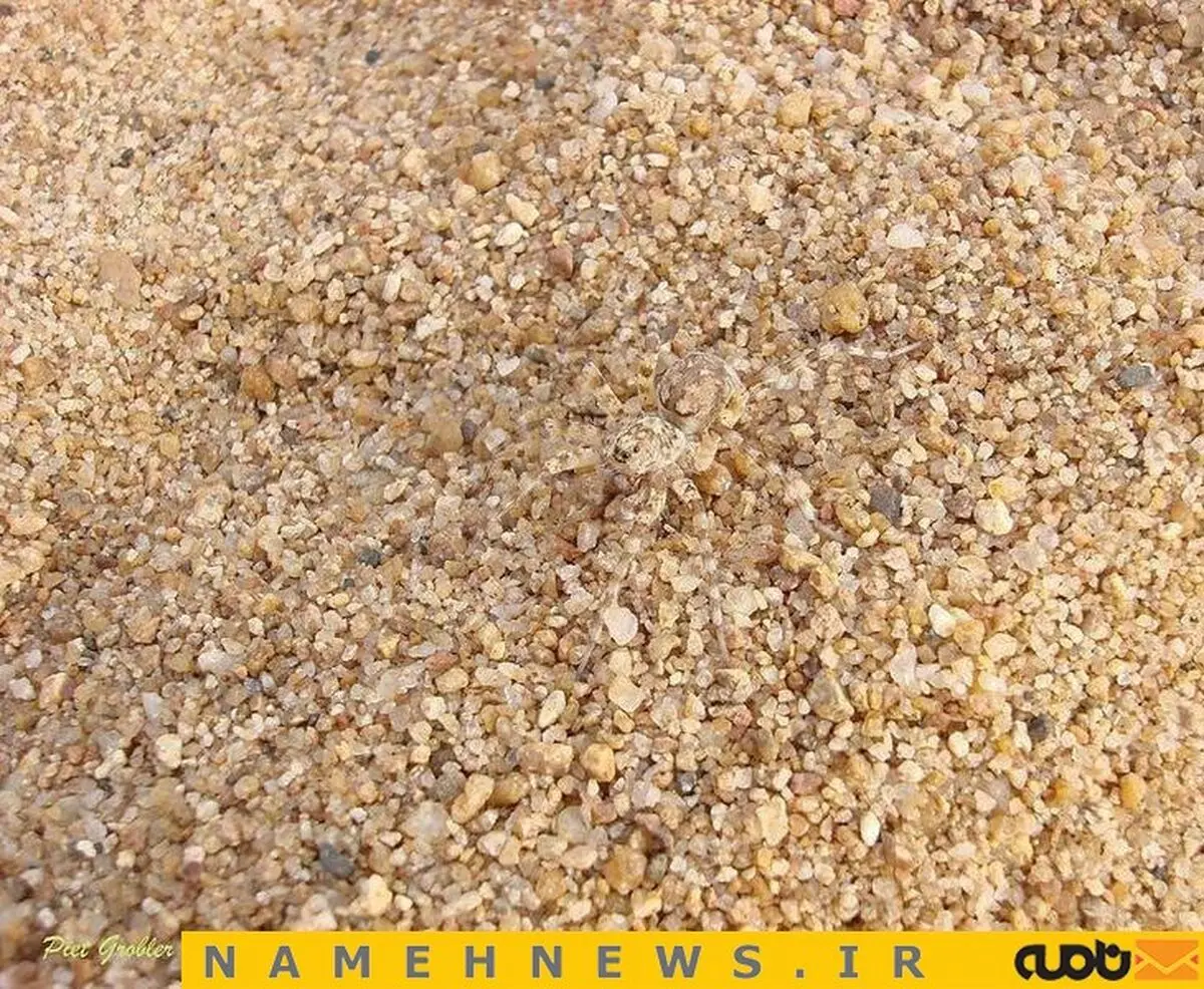 عنکبوت را در این محیط تشخیص دهید