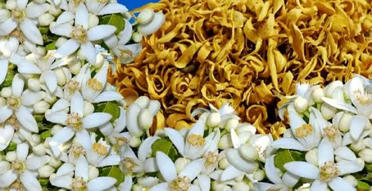 بوی خوش برداشت بهارِ نارنج در فارس از راه رسید