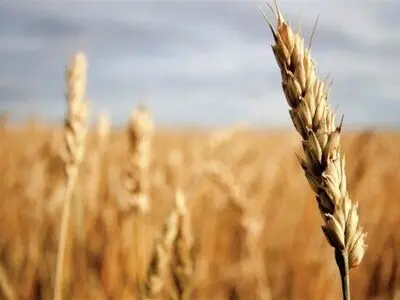 وزارت جهاد کشاورزی به پخش گزارش بخش خبری 20:30 درباره خرید گندم واکنش نشان داد