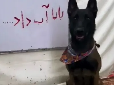 ویدیوی وایرال شده از فارسی نوشتن عجیب یک سگ!