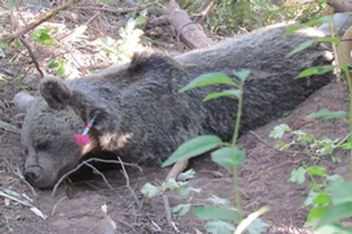 رها سازی خرس قهوه‌ای از تله سیمی در قزوین