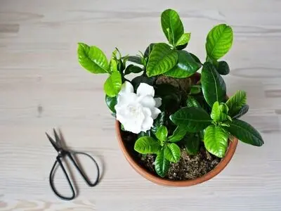 با بوی 5 گیاه فوق العاده شگفت انگیز آشنا شوید + عکس
