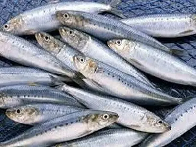 این ماهی بمب کلسیم، فسفر و پروتئین است 