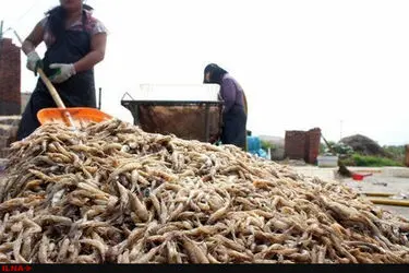 برداشت میگو از مزارع استان بوشهر ۷۵درصد افزایش یافت