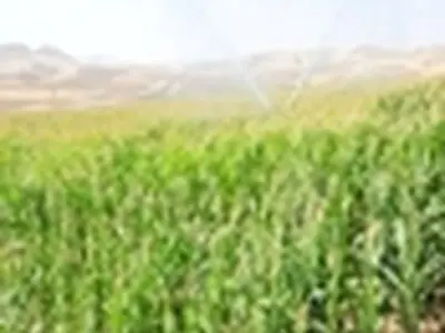 کشت ذرت علوفه‌ای سینگل کراس در ۱۵۰ هکتار از اراضی عجب شیر