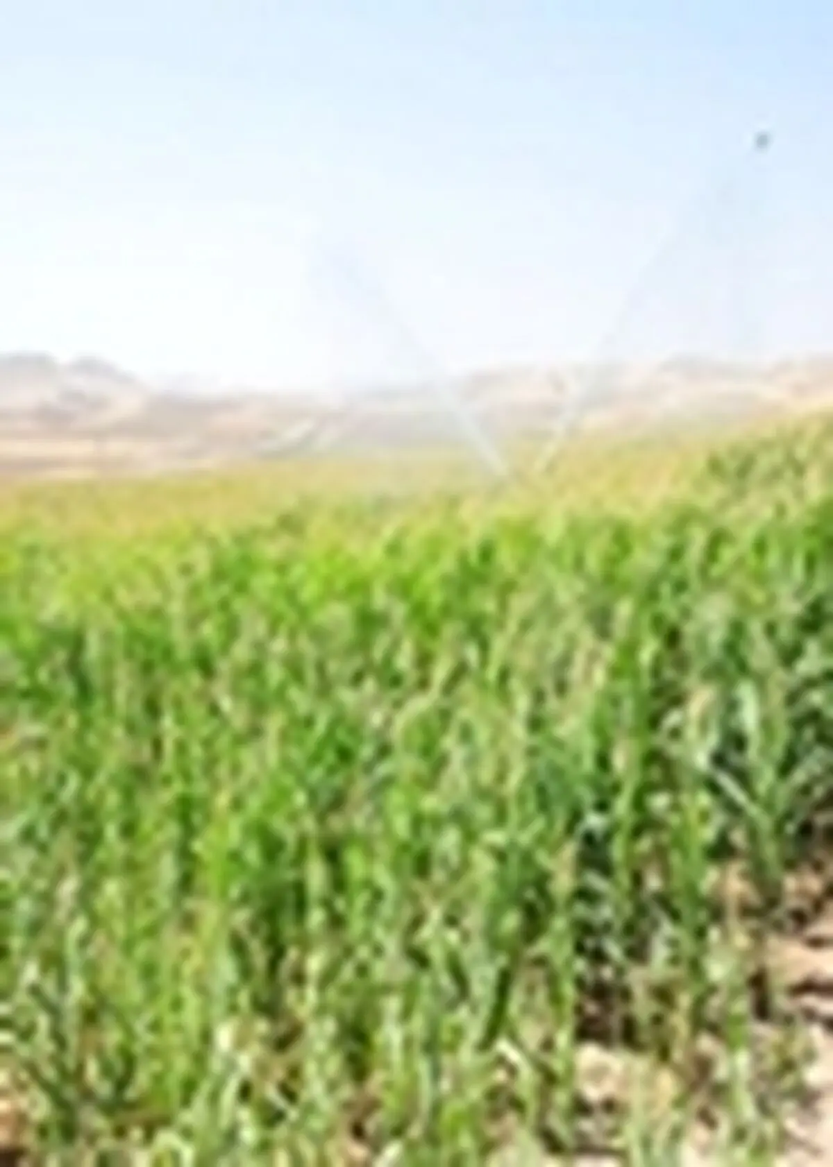 کشت ذرت علوفه‌ای سینگل کراس در ۱۵۰ هکتار از اراضی عجب شیر