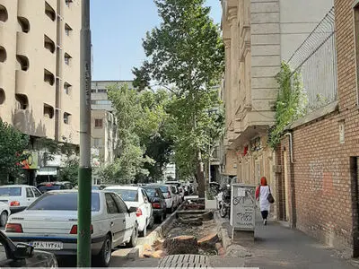 قطع درختان خیابان فلسطین بدون مجوز کمیسیون ماده ۷/ شهردار برکنار شد