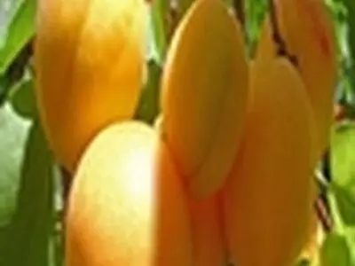تولید زردآلو در مرند به ۱۳ هزار تن کاهش یافته است