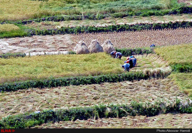 آخرین برداشت خوشه های طلایی برنج در "روستای پارودبار"رودبار گیلان