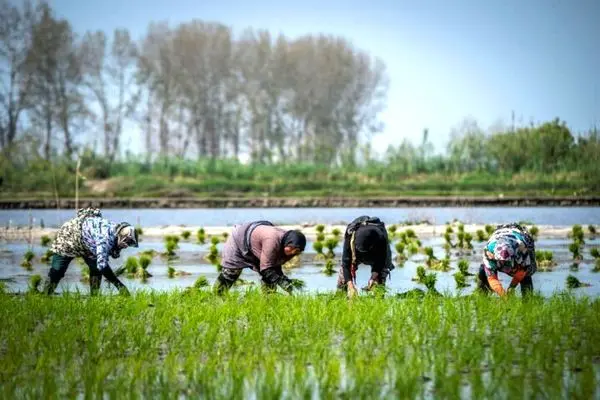 همکاری بیش از ۸۰۰ نفر درسرشماری عمومی کشاورزی گیلان