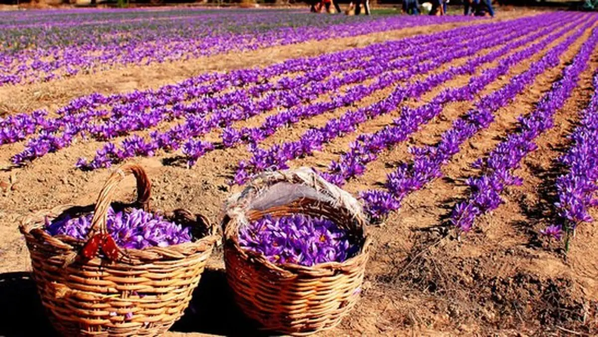 ۳۵۰۰ هکتار از اراضی گناباد زیر کشت زعفران است